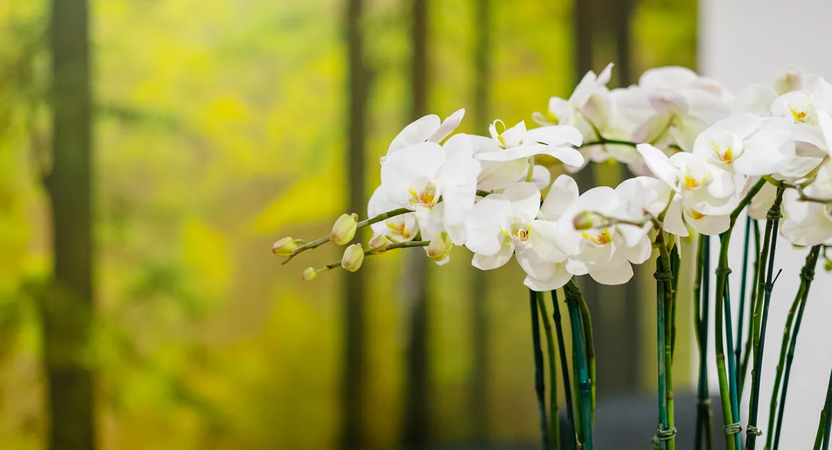 Biophilic  Design