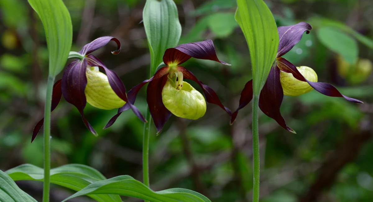 image-banner-stock-wild-orchid-scarpetta-di-venere-1250612666.webp
