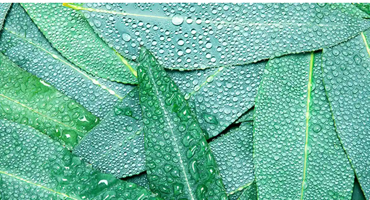 Eucalyptus leaf
