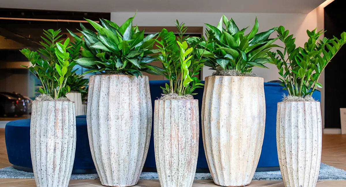 Biophilic  Design
