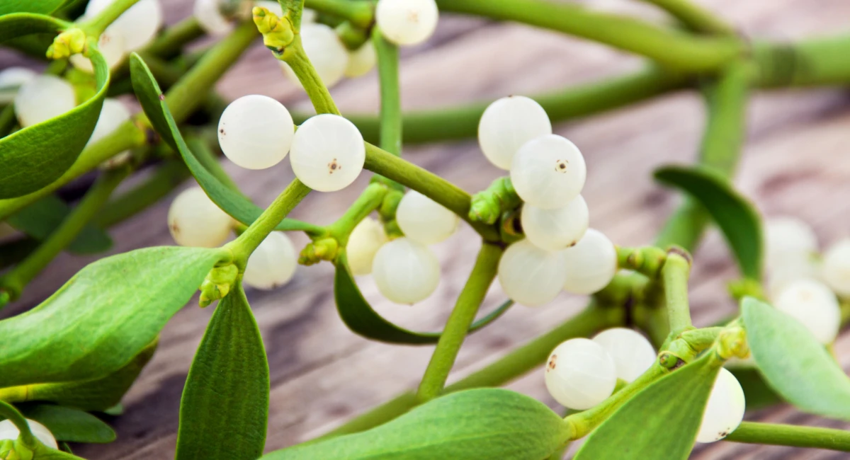 image-banner-stock-mistletoe-plant-close-up-1133385360.webp