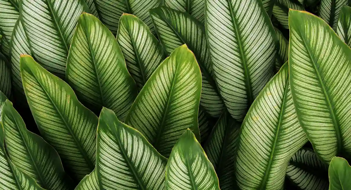 Green leaf with white stripes of Calathea plants