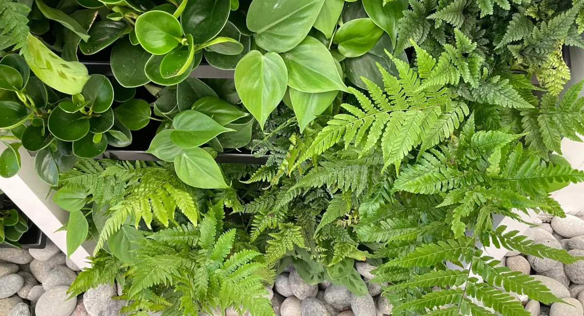 Greenwall in two-story atrium