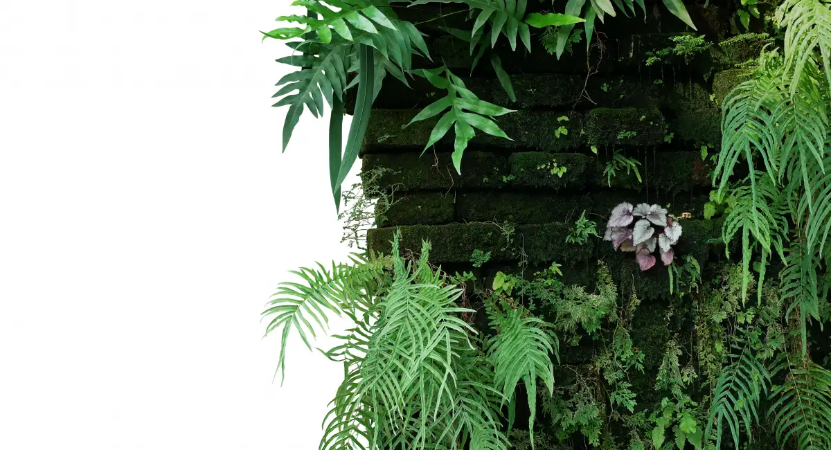 image-banner-stock-old-brick-wall-covered-with-mosses-and-tropical-1310325843.webp