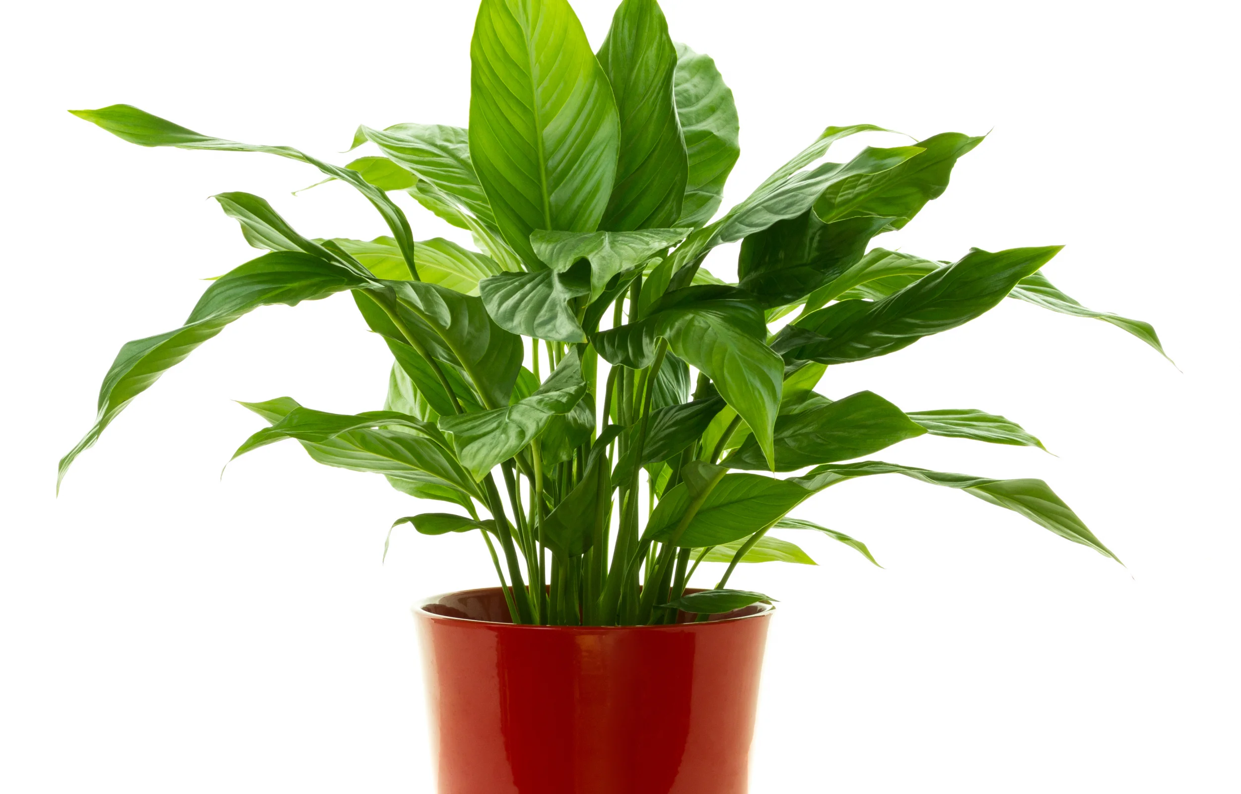 image-banner-stock-green-plant--peace-lily---spathiphyllum-1154381500.webp