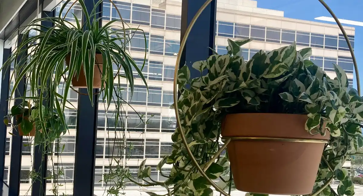 Hanging plants