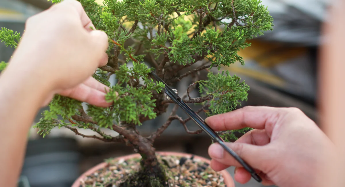 image-banner-stock-bonsai-pruning-handmade-accessories-wire-and-1135898510.webp