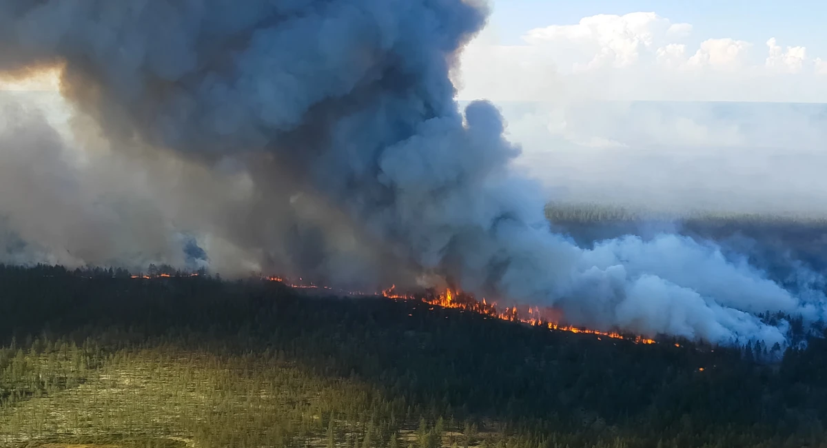 1200-image-banner-stock-fire-in-the-forest-1165854072.webp