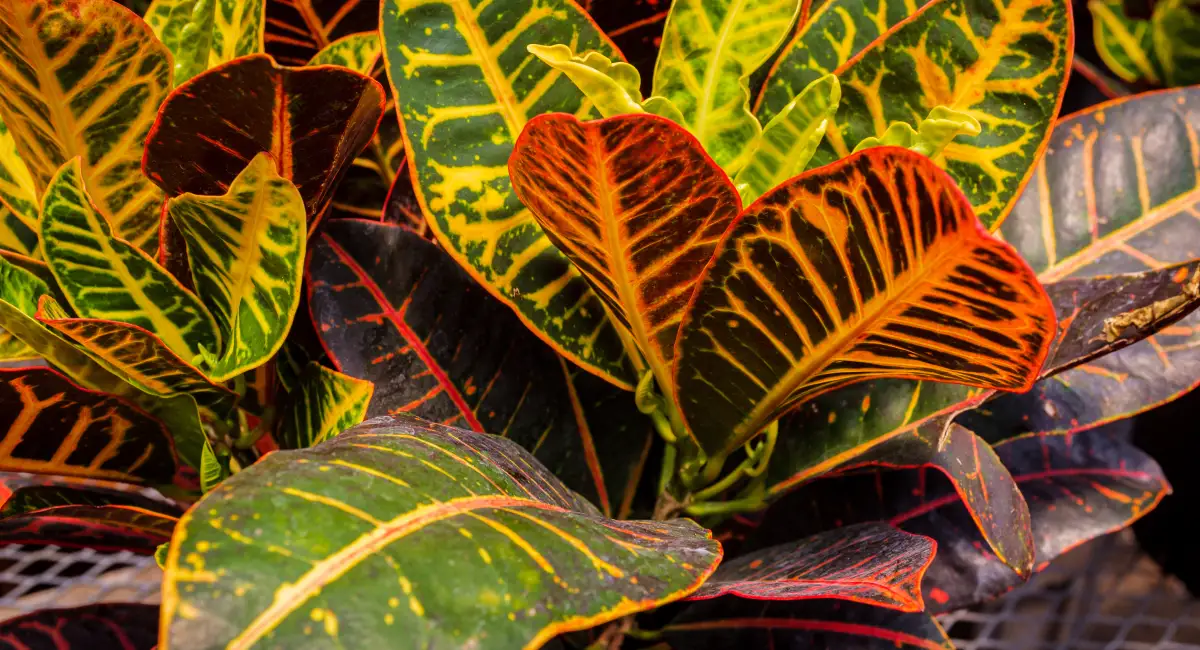 croton