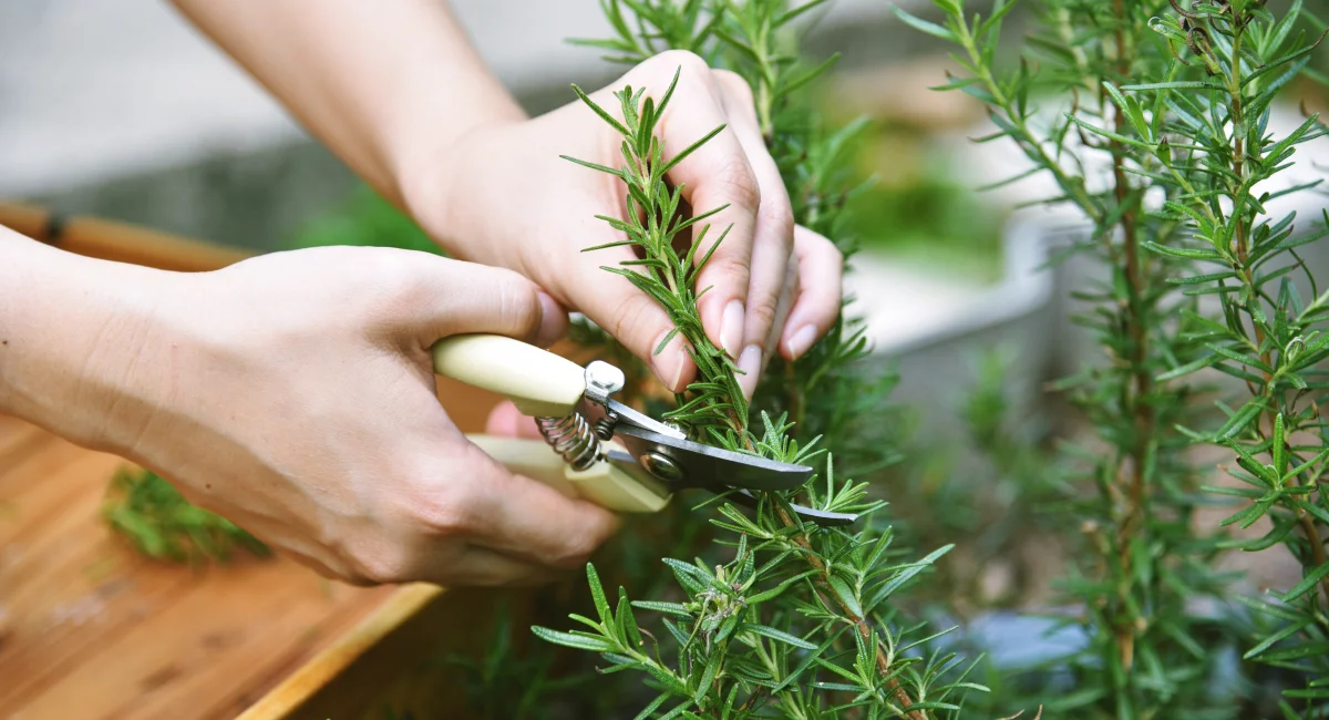 image-banner-stock-woman-cutting-rosemary-herb-branches-by-scissors-1370524350.webp