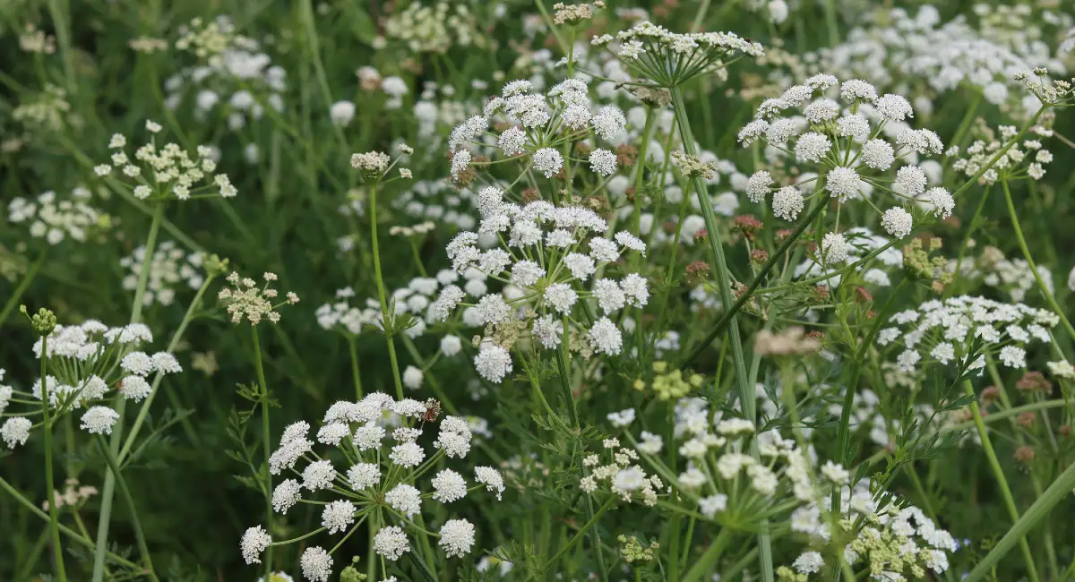 Horrifying History of Poison Hemlock | Ambius US