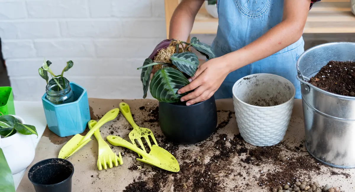 planting