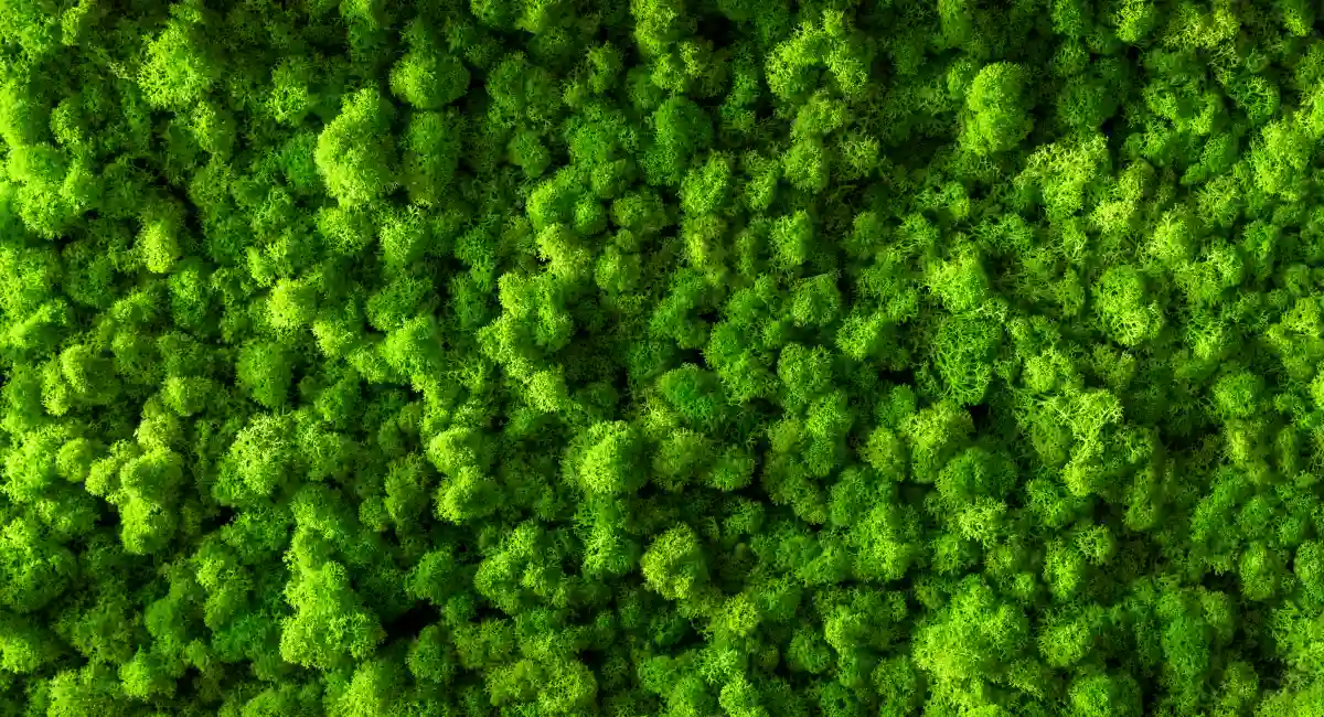 image-banner-stock-decorative-moss-for-interior-decoration--design-1090854280.webp