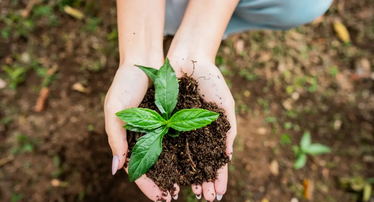 A pair of hands holding a plant with soil
