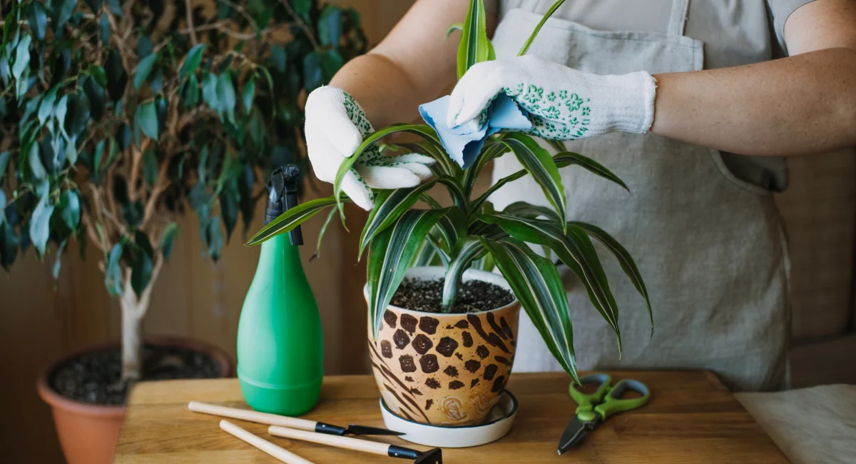 Person wearing gloves cleaning indoor plant leaves with spray bottle, tools, and potted plant on table