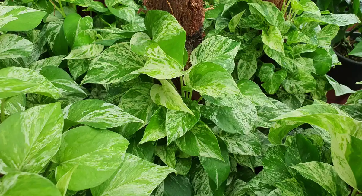 Close-up of lush variegated pothos leaves growing indoors