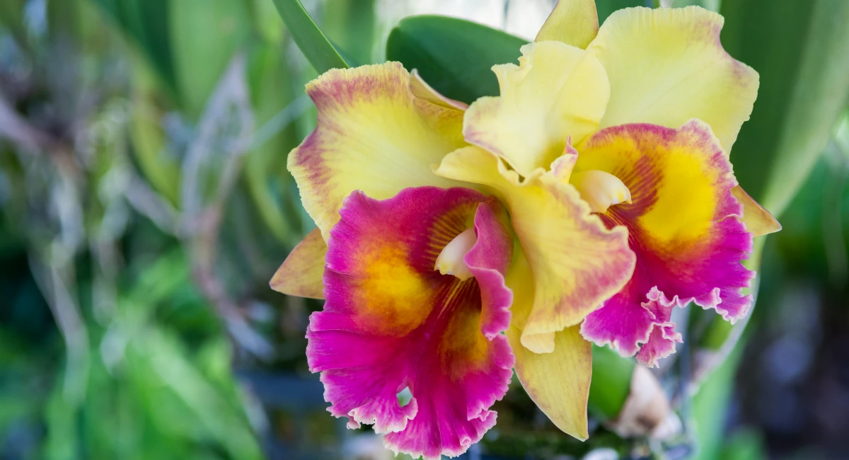 cattleya