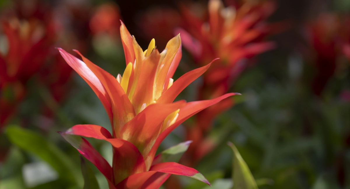 image-banner-stock-orange-bromeliads-flowers-blooming-in-the-1395457921.webp