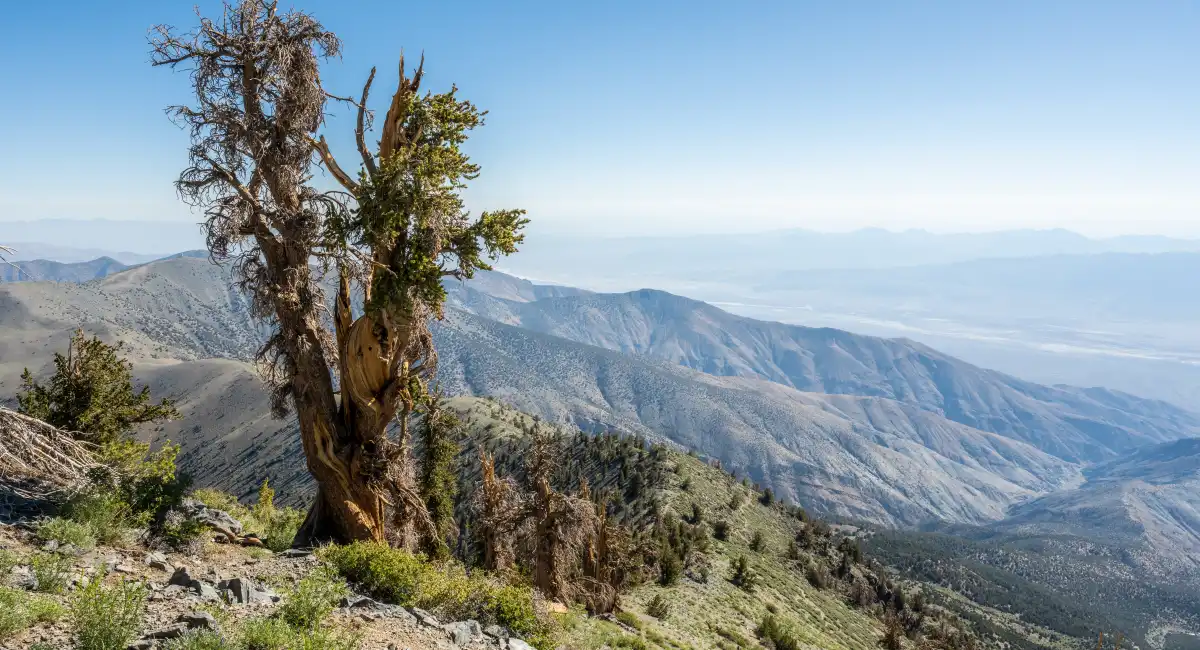 Leafy bristlecone tree