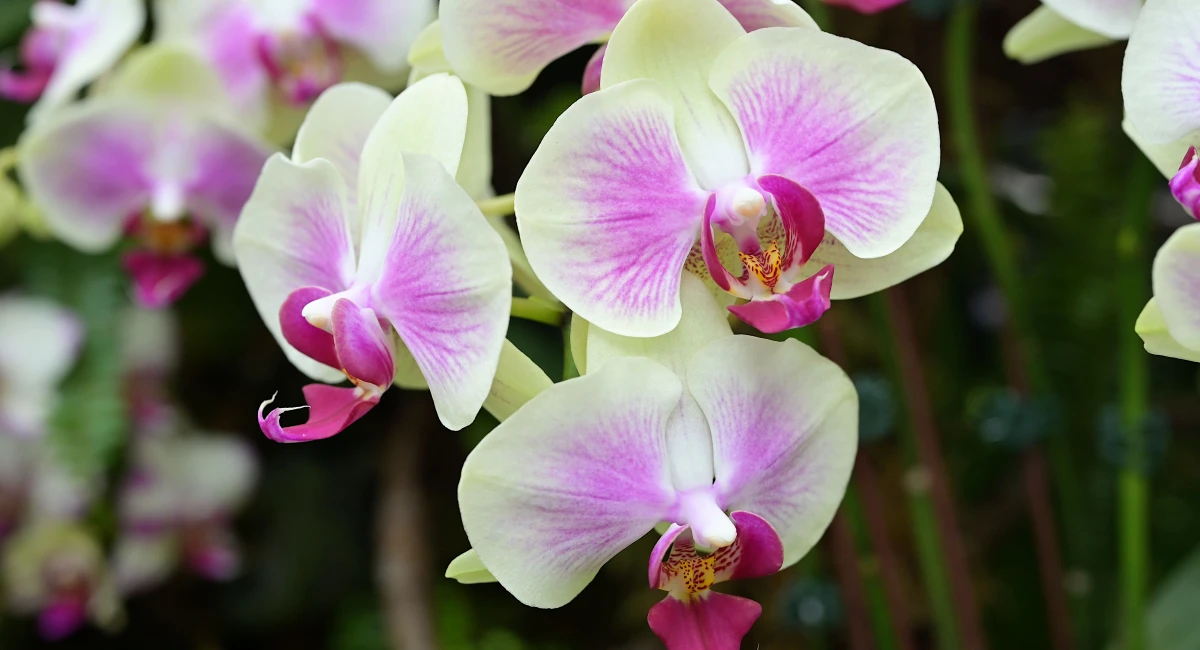 Close-up of pink and white orchid blooms in indoor setting