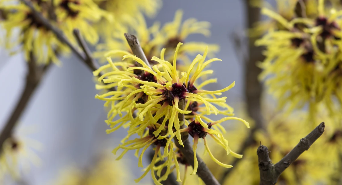 image-banner-stock-hamamelis-intermedia-yellow-winter-spring-1358108214.webp