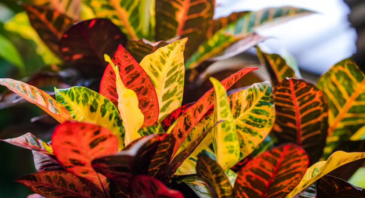 Croton plants