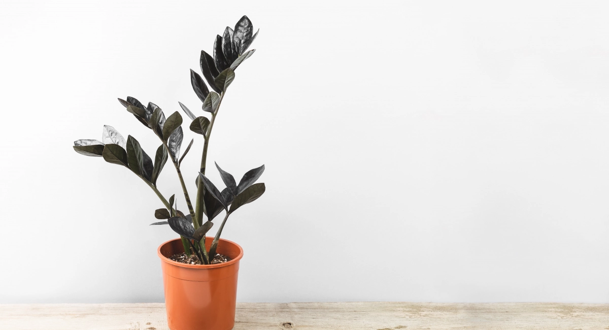 Zamioculcas
