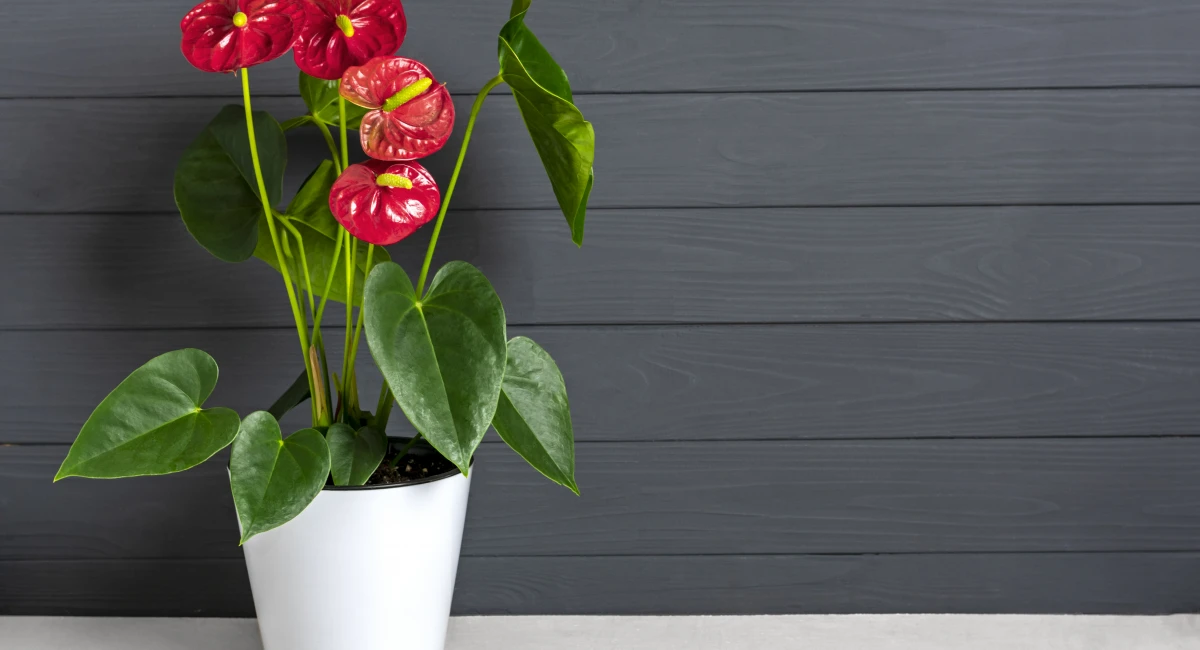 Anthurium plant with red flowers and glossy green leaves in white pot