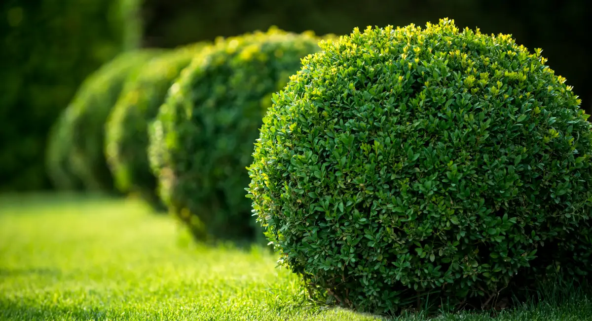 image-banner-stock-boxwood-bushes-round-shape-493238552.webp