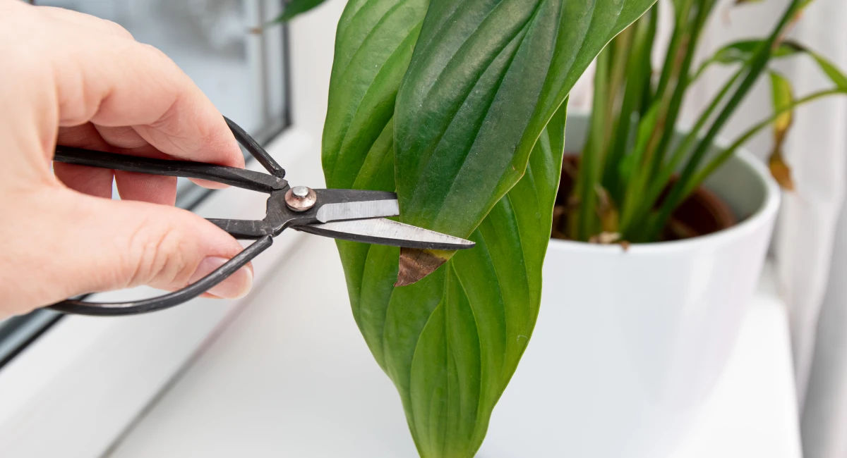 image-banner-stock-person-cut-away-houseplant-spathiphyllum-commonly-1455489592.webp