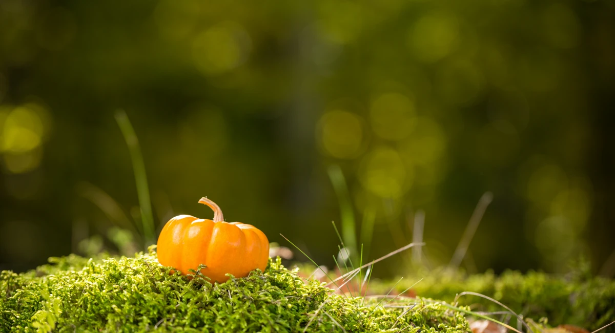 image-banner-stock-mini-orange-pumpkin-494937690.webp