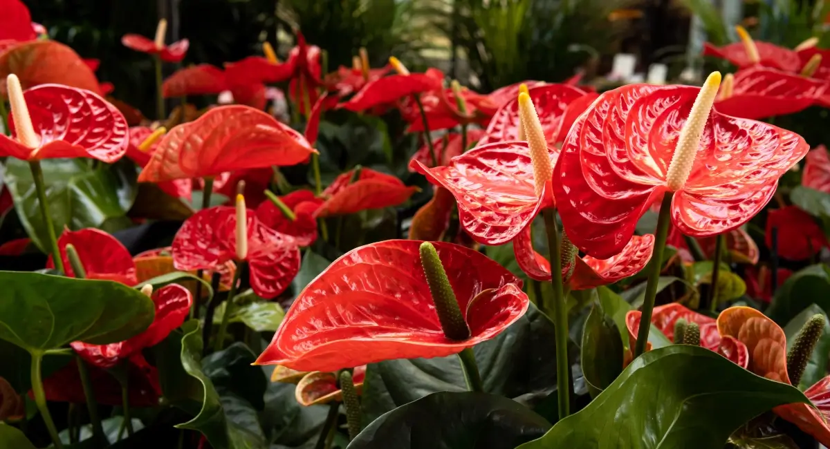 Red Anthuriums