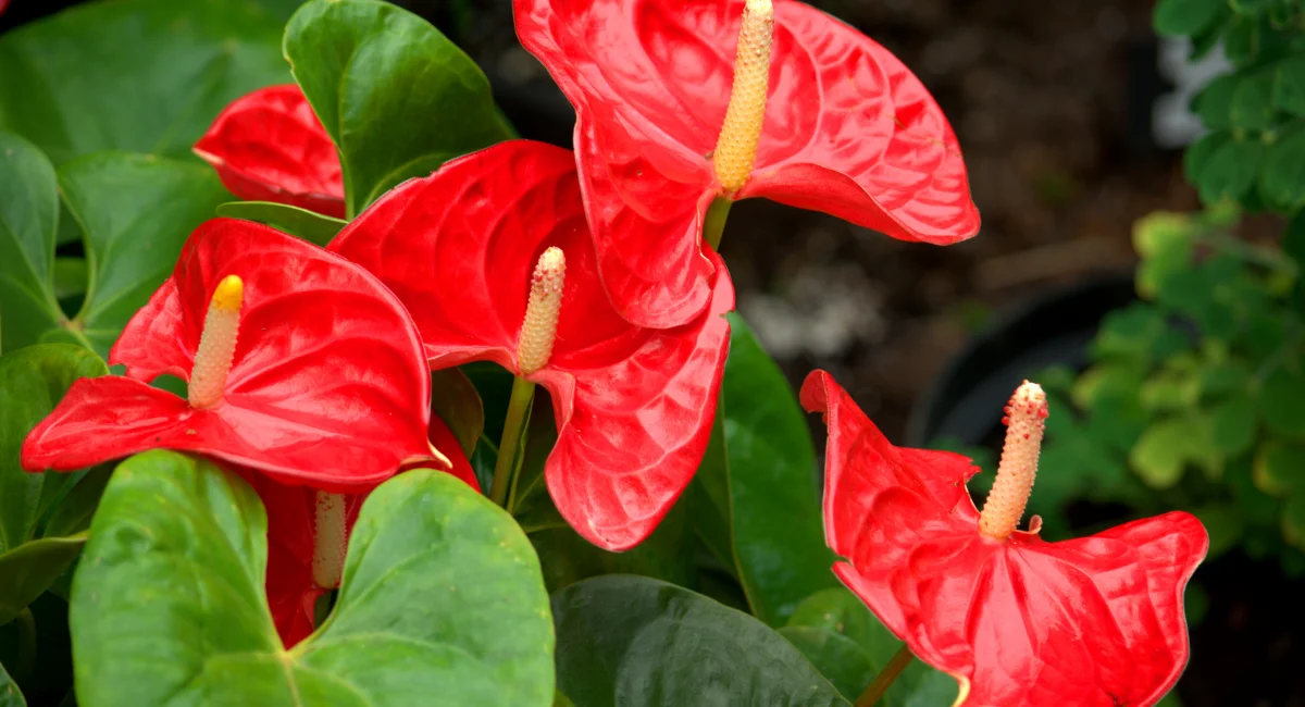 image-banner-stock-anthurium-in-flower-1158885911.webp