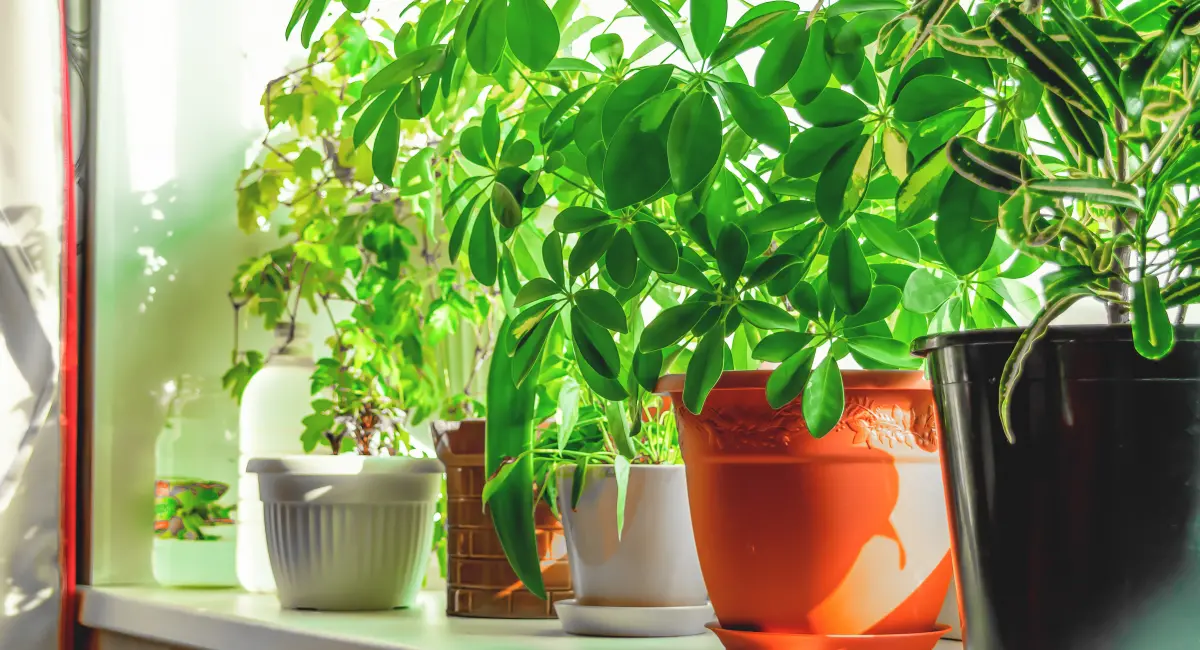 image-banner-stock-various-plants-in-pots-are-on-the-windowsill-1278565640.webp