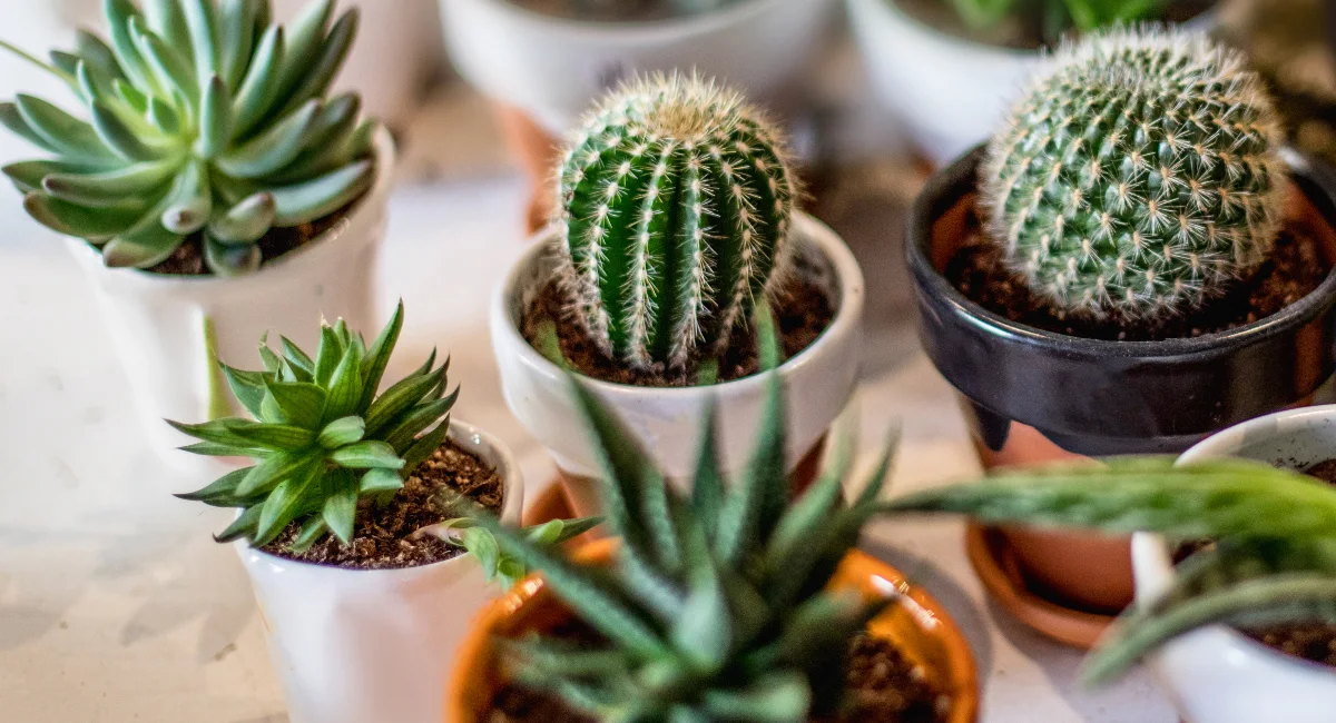 pot plants