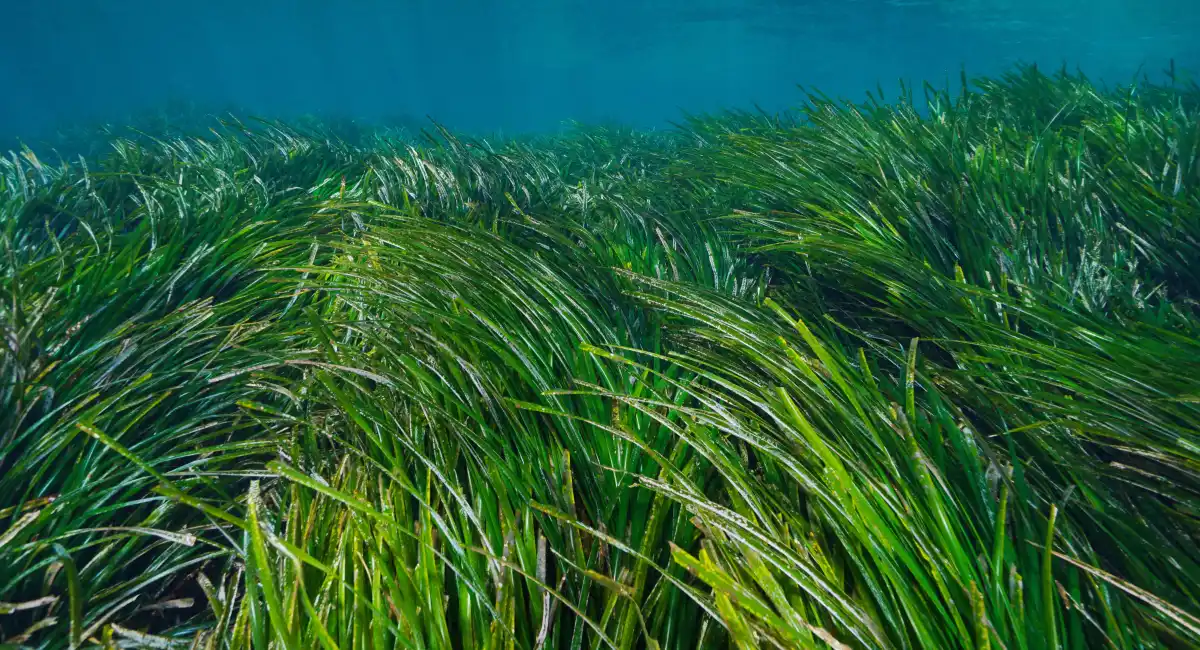 image-banner-stock-sea-grass-underwater-mediterranean-posidonia-1398255029.webp