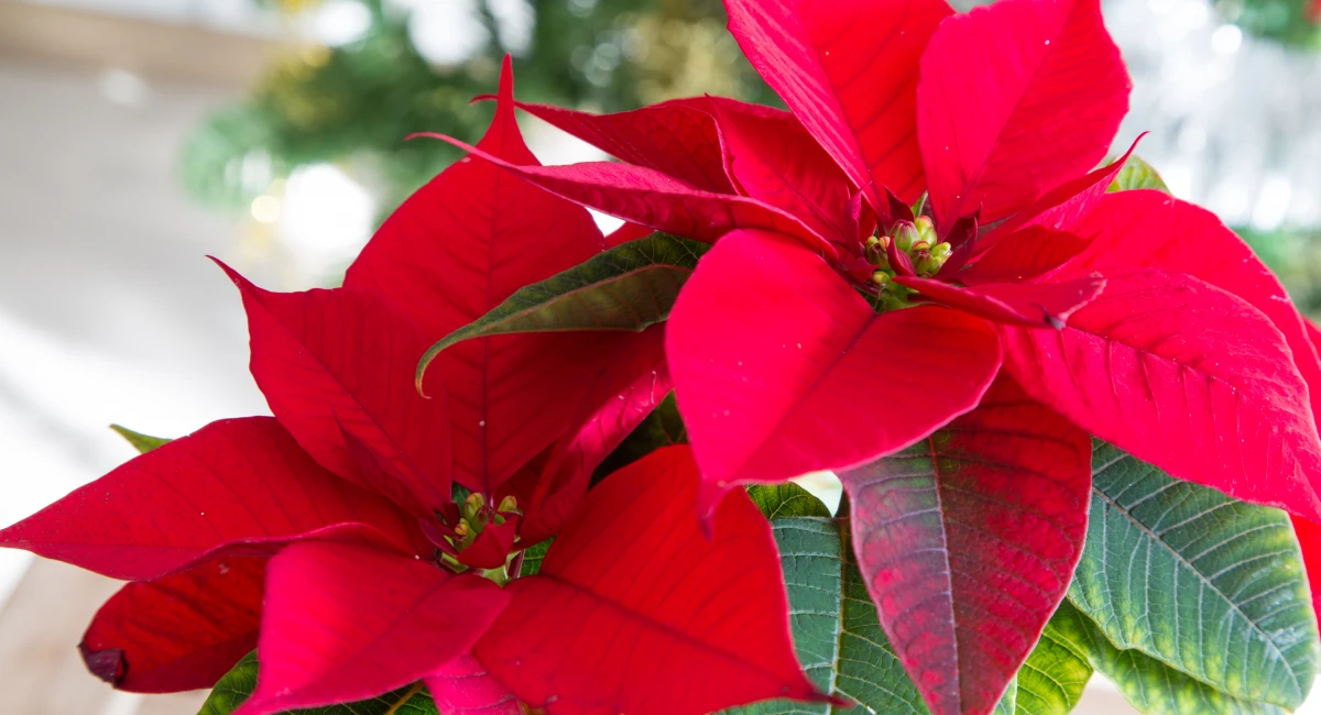 image-banner-stock-beautiful-poinsettia-close-up-531579027.webp