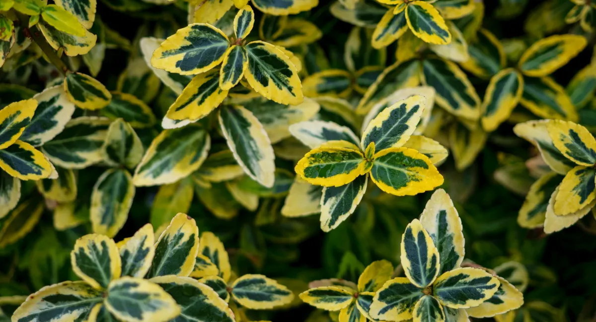 image-banner-stock-japanese-spindle-plant-compact-evergreen-1421042981.webp