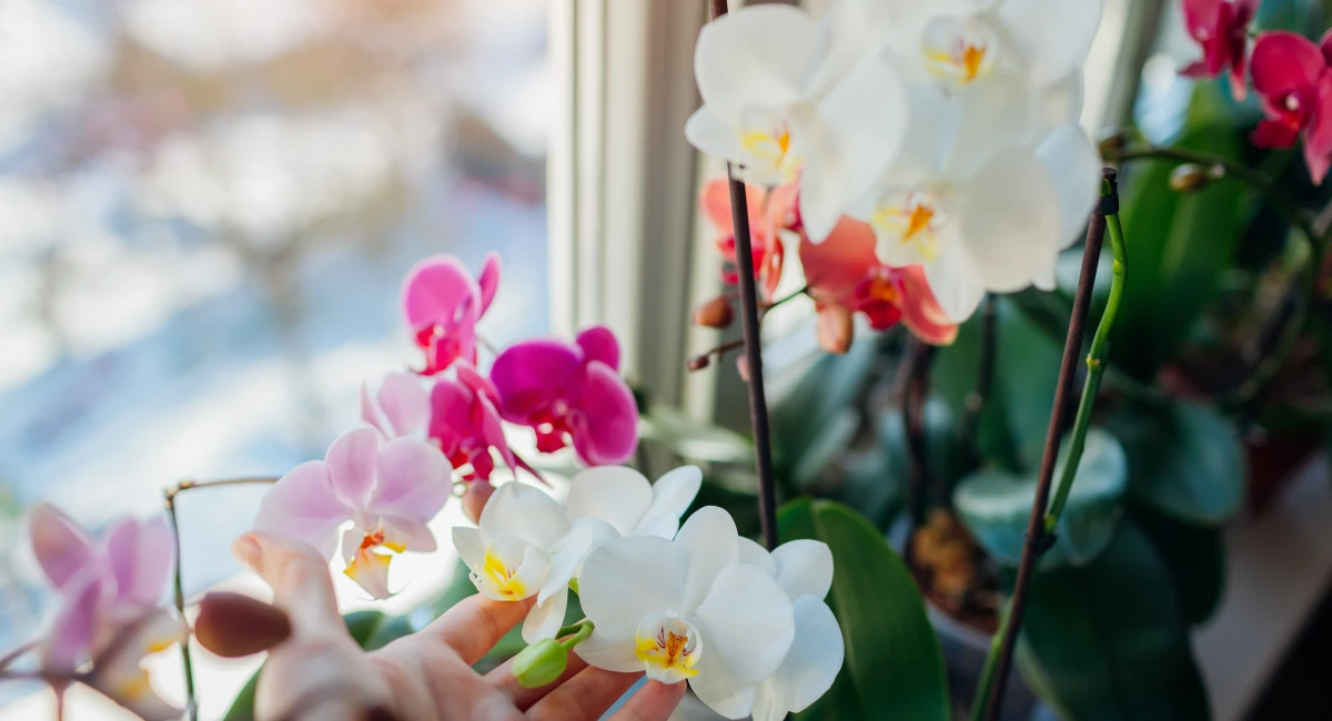 image-banner-stock-colorful-orchids-phalaenopsis--woman-taking-care-1298181505.webp