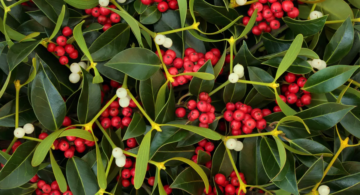 image-banner-stock-winter-berry-holly-and-mistletoe-1009581774.webp