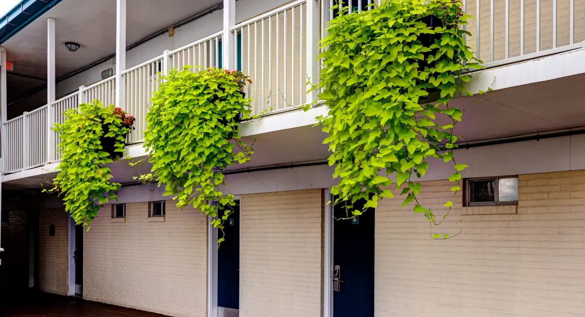 Hanging planter boxes with cascading lime green foliage on a white hotel balcony.
