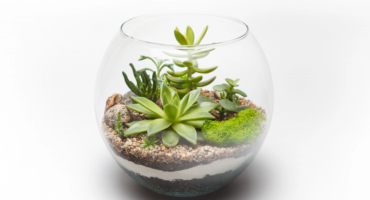 image-banner-stock-succulent-arrangement-in-a-glass-vase-terrarium-698008988.webp