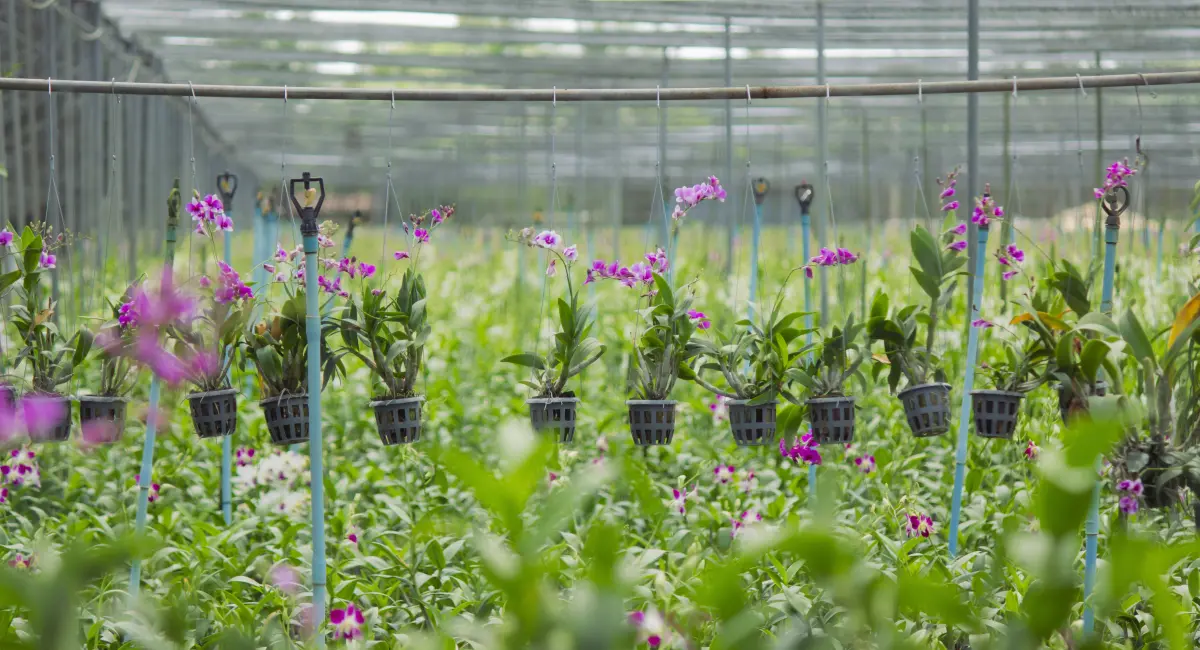 image-banner-stock-greenhouse-for-growing-orchids-1468742264.webp
