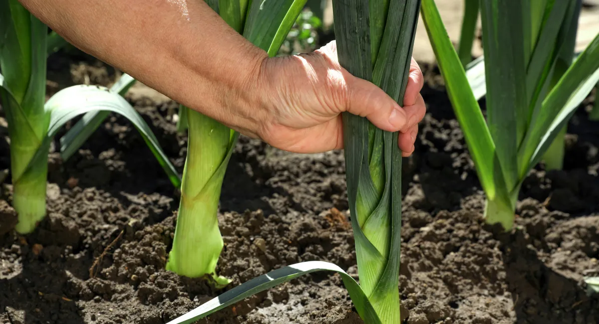 leeks