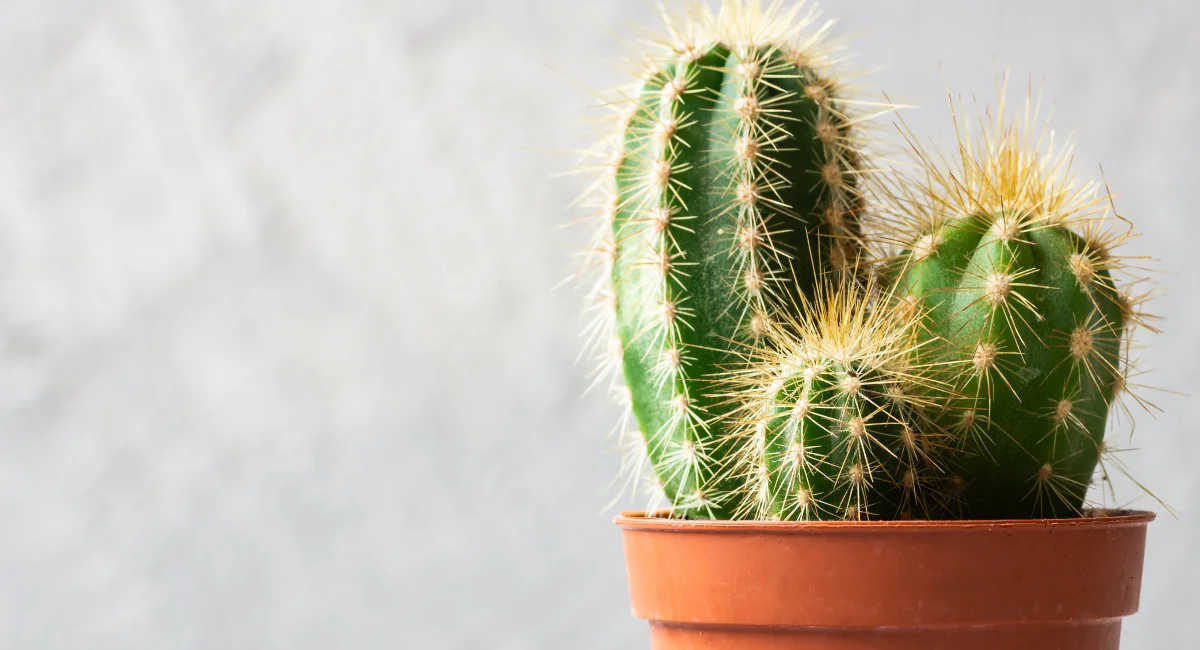 image-banner-stock-succulent-cactus-in-pot-on-white-stone-background-1314205480 (1).webp