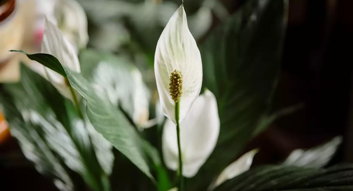 lily