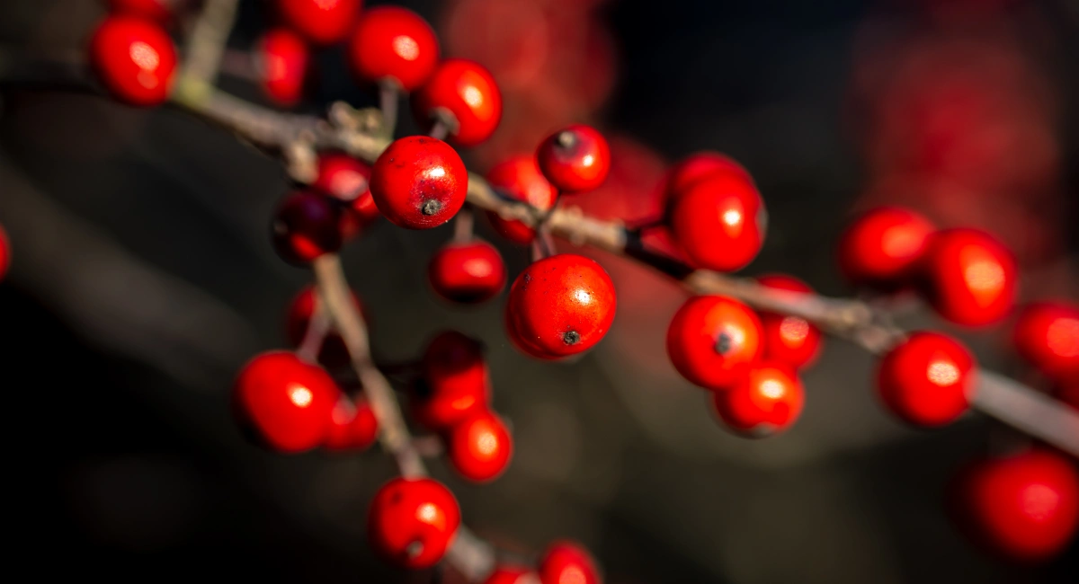 image-banner-stock-close-up-japanese-winterberry-in-fall-season--1350749322.webp