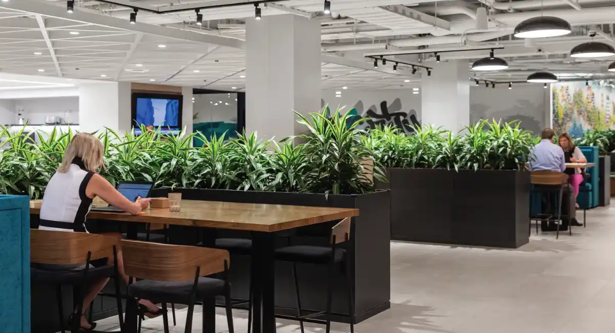Workplace dining area with plant boxes