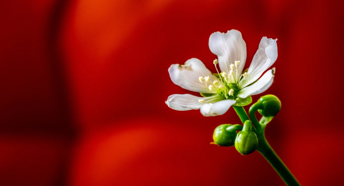 image-stock-ambius-venus-flytrap-flower-getty-1304740442.webp