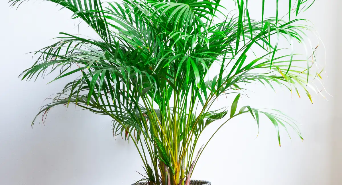 Tall palm plant in textured pot against white wall